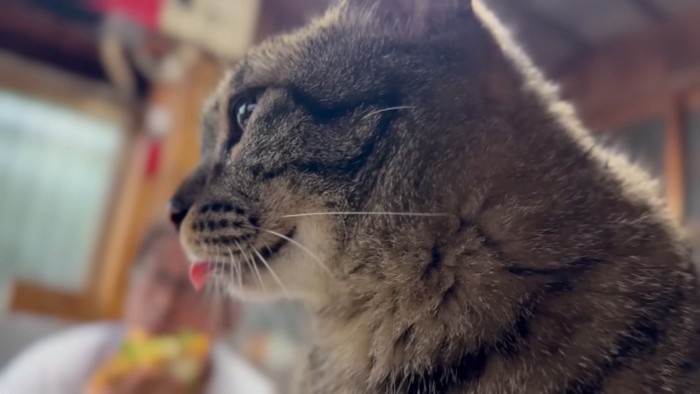 横顔猫