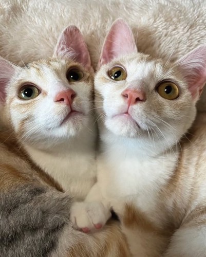 顔をくっつけている2匹の猫の顔アップ