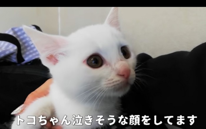 2回目の猫