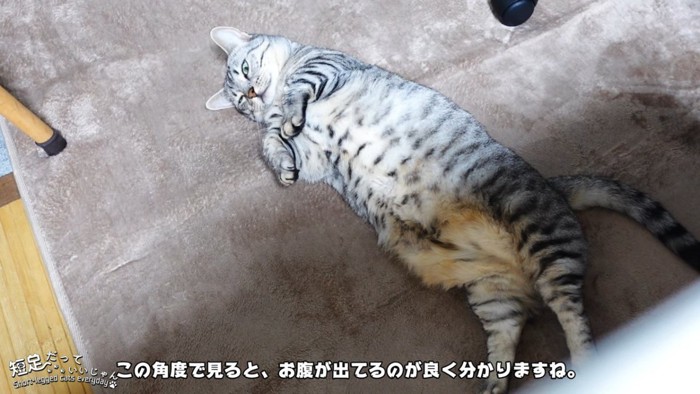 仰向けの猫