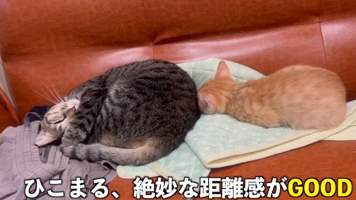 体をくっつけて眠る二匹の猫