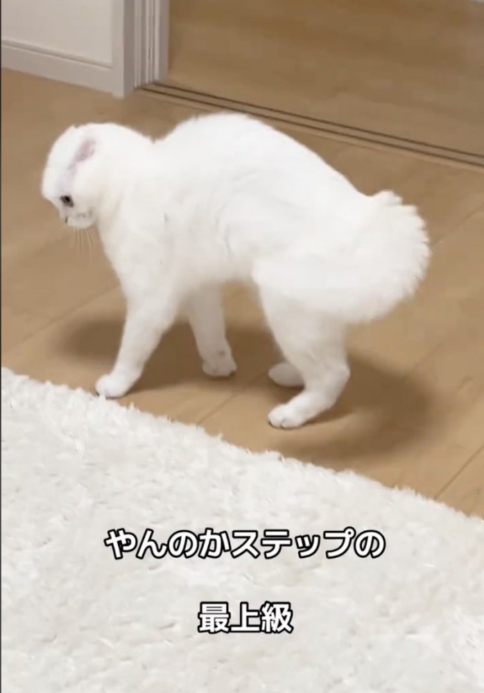 背中を上げる猫