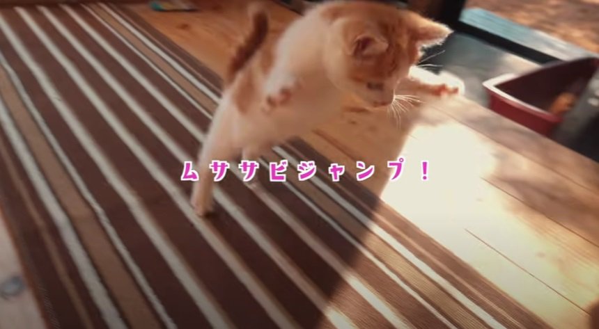 ジャンプする子猫