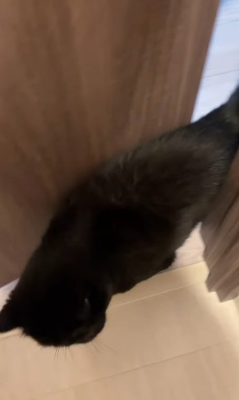部屋に入る猫