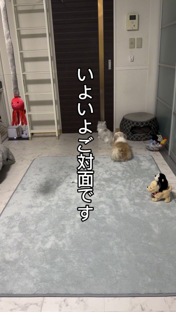 部屋で座る犬と猫