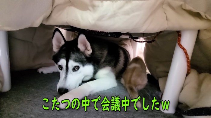 こたつの中にいる犬と猫