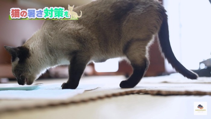 ミルクを飲むシャム猫