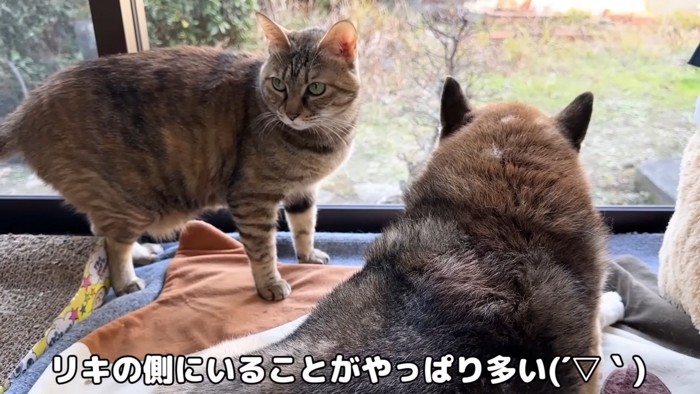 窓際のリタちゃんリキくん