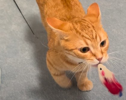 ネズミのおもちゃを口にくわえるらむくんのアップ