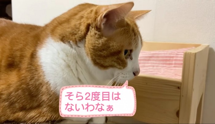 大きな横顔の猫