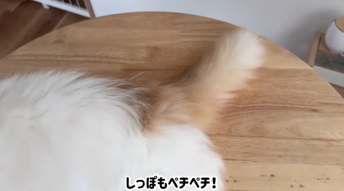 猫のしっぽ