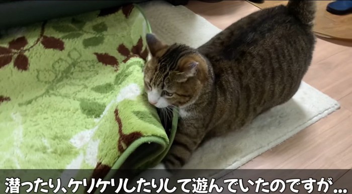 カーペットの上の猫