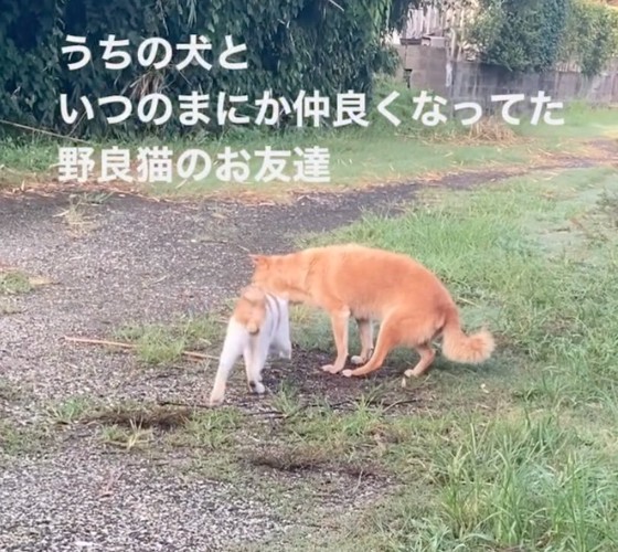 擦り寄る野良猫さん