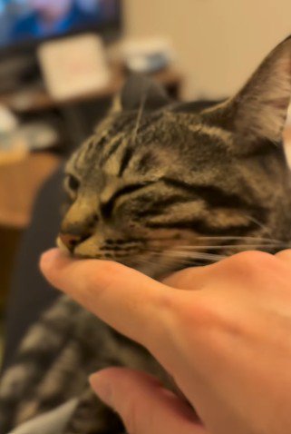 顔をそむける猫