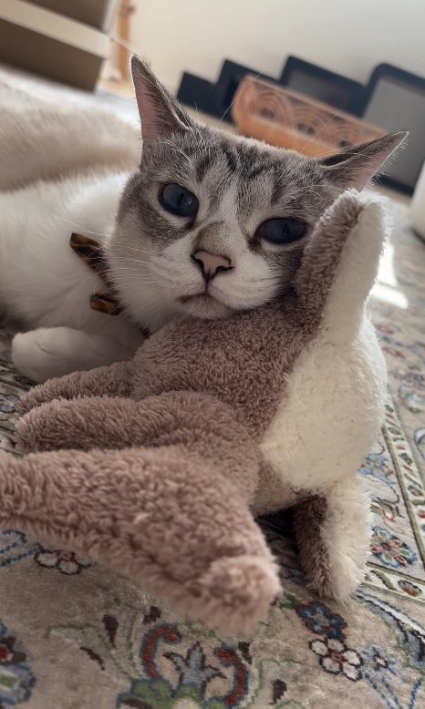 ぬいぐるみに顔を寄せる猫