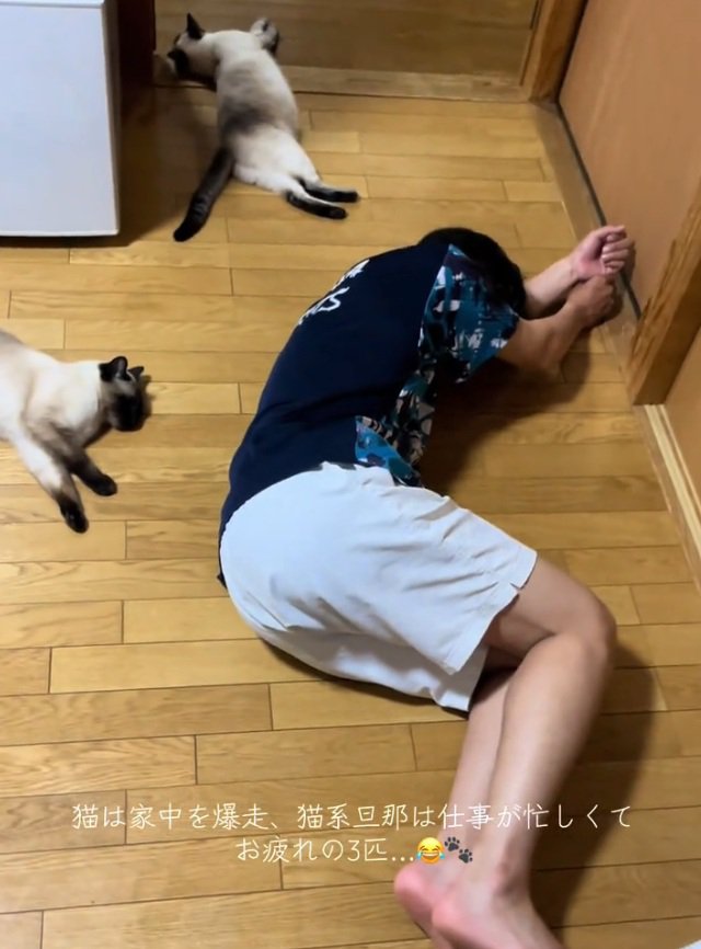 寝転がる猫たち