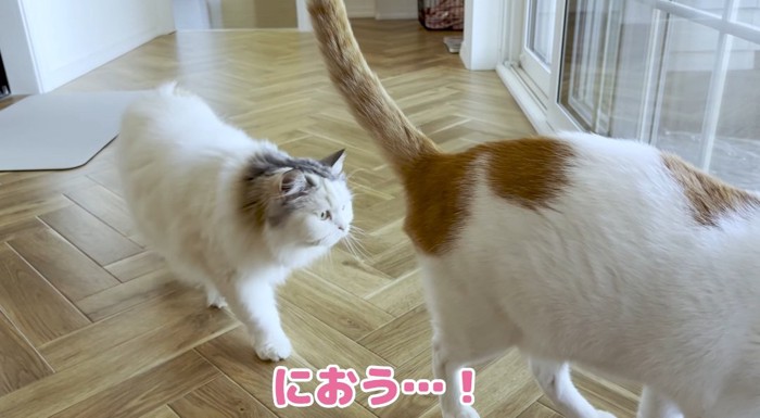 近づく猫