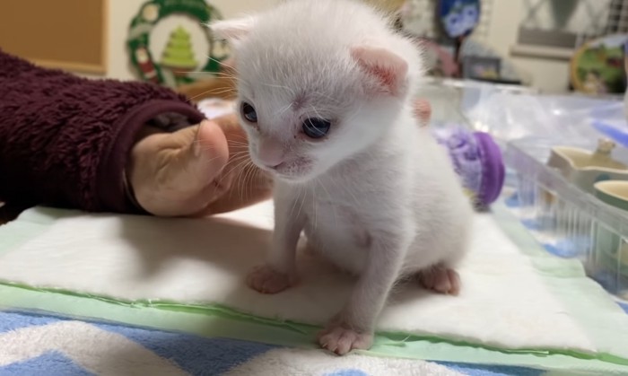 ぼ〜っとする子猫