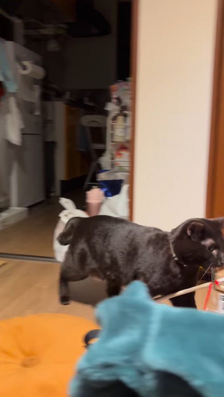 部屋の中を巡回し始める猫