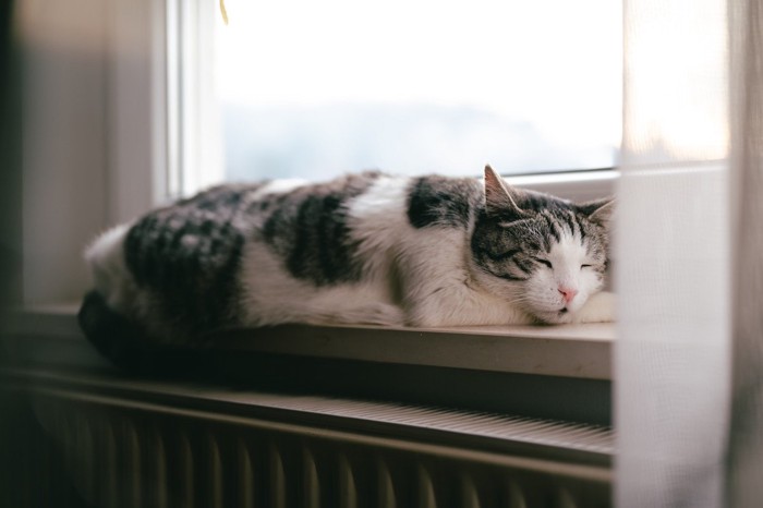 静かにまどろむ老猫
