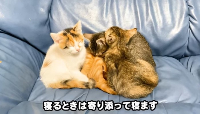 眠りにつく4匹の子猫