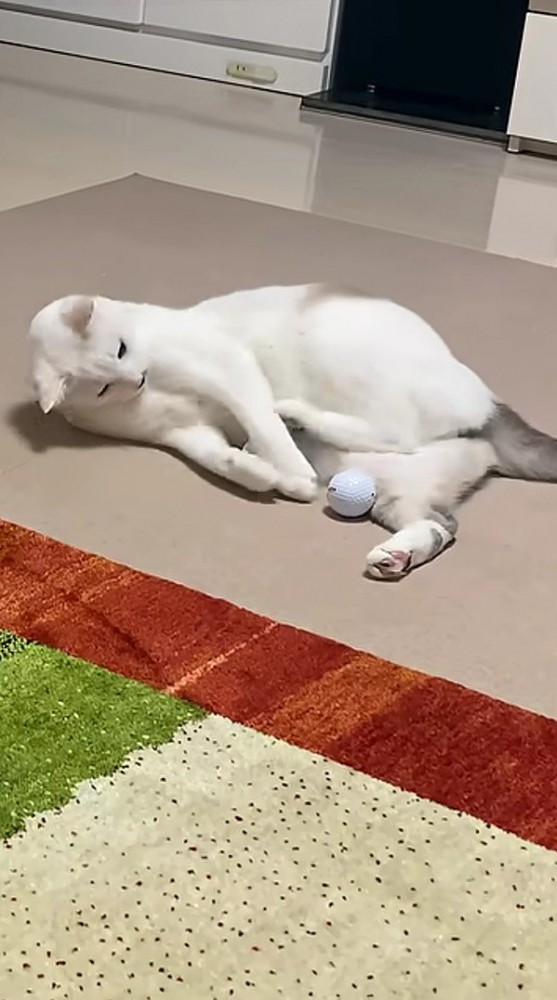 ゴルフボールを捕まえた猫