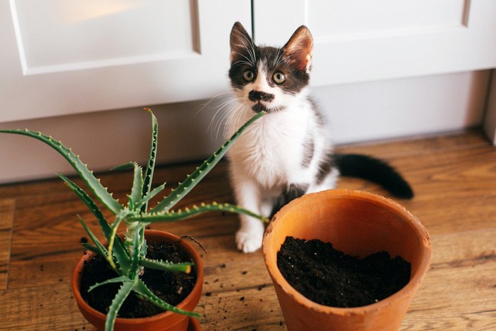 アロエの側にいる猫