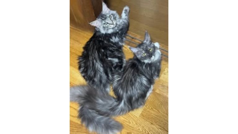 室内にいる猫