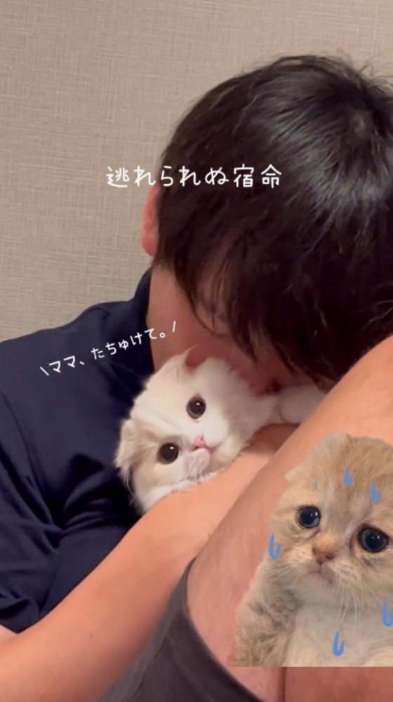 男性に顔を埋められて遠くを見つめる猫