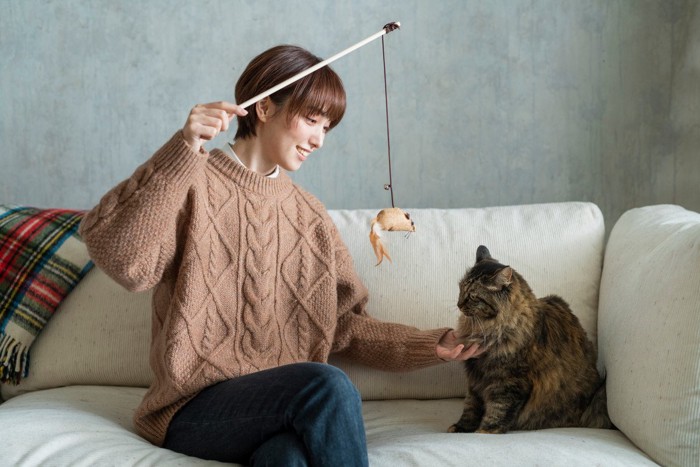 遊ぶ猫