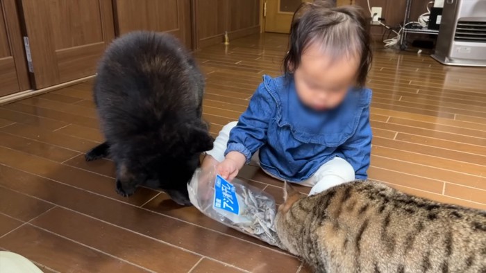 下を向く犬猫と子供