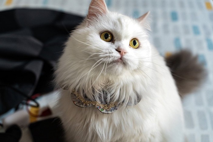 首輪をつけた長毛の猫