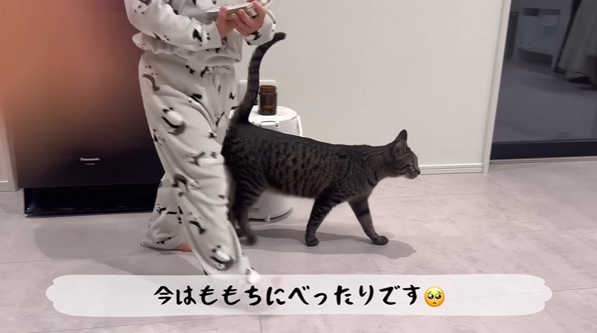 歩く猫