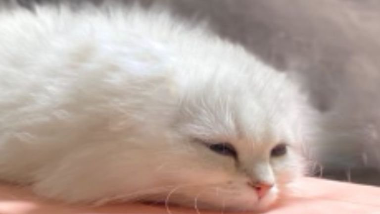 寝ている猫