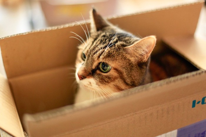 箱に入って遊ぶ若く見える老猫