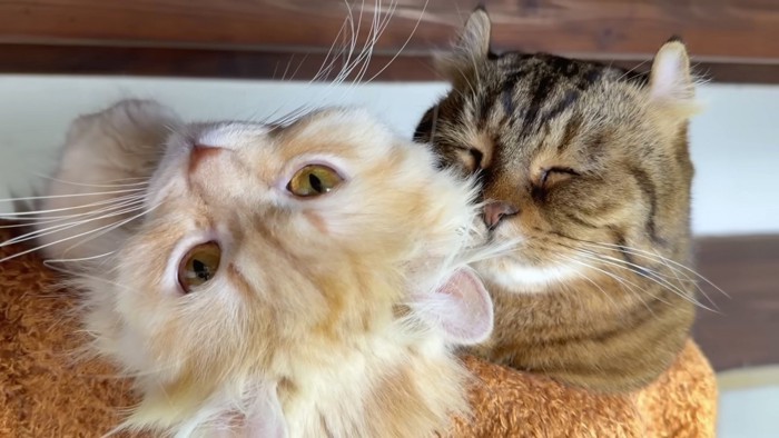 二人の紹介写真