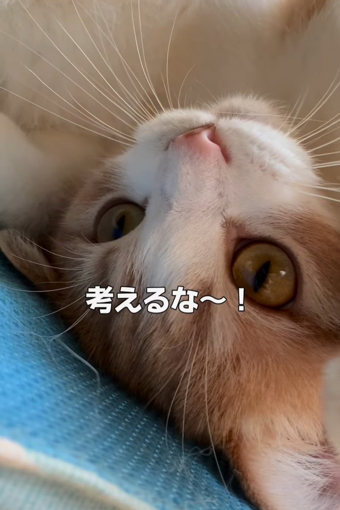 仰向けの猫