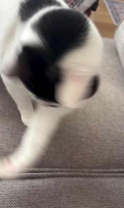 猫パンチをする猫