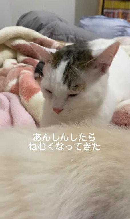 眠そうにする猫