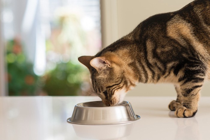 食事中の猫