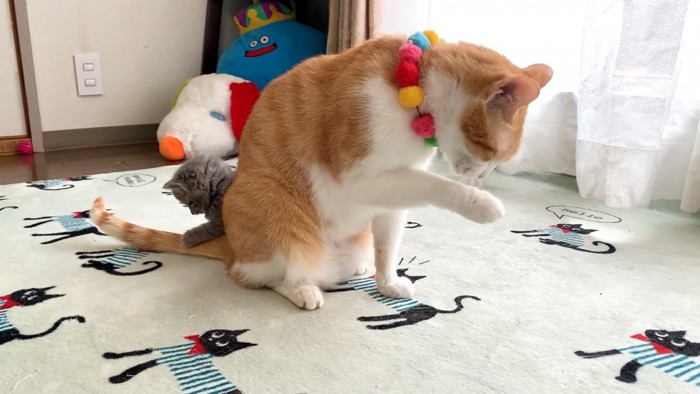 成猫の後ろにいる子猫