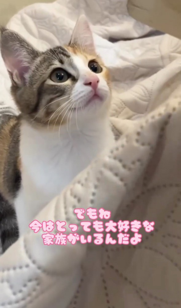 見上げる猫