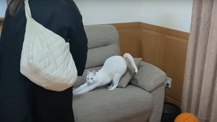 伸びをする猫