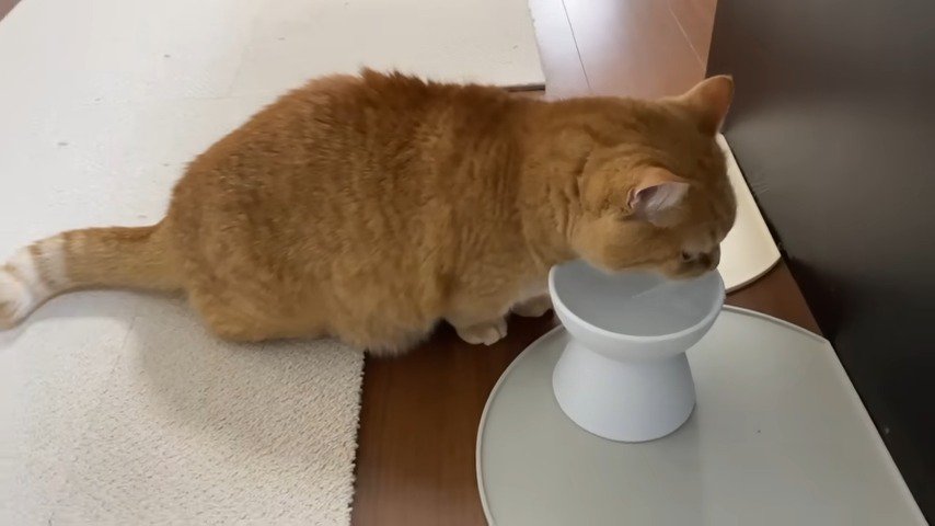 水を飲む茶トラ