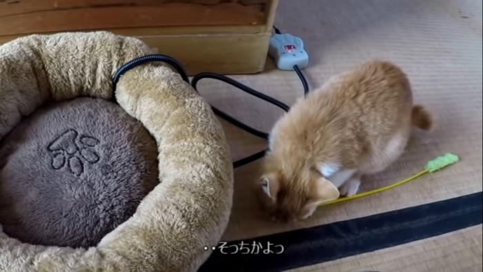 猫じゃらしにじゃれつく子猫