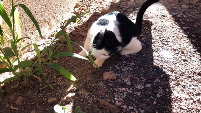 草に顔を近づける猫