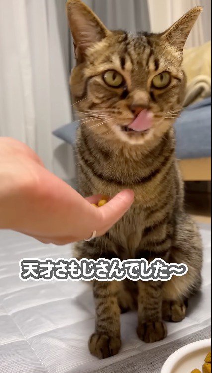 飼い主からキャットフードをもらって口元を舐める猫