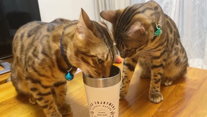 水を飲む青い首輪の猫とすぐ横で見ている猫