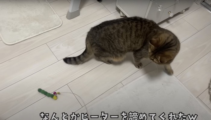 猫じゃらしで遊ぶ猫
