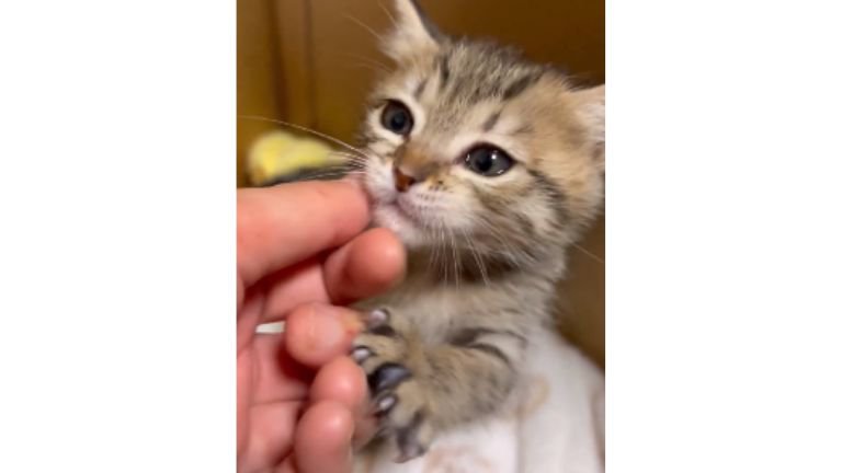 ダンボールに入っている子猫